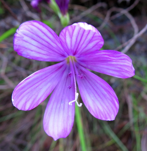 Image of Geissorhiza outeniquensis by no rights reserved