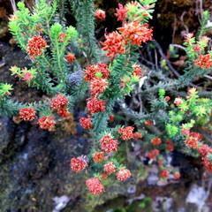 Erica stylaris