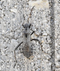Alydus conspersus