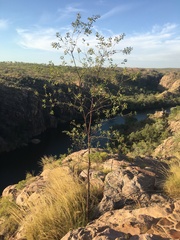 Acacia helicophylla