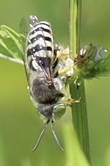 Bembix