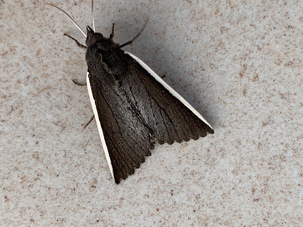 Capusa chionopleura