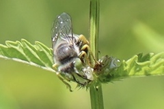 Bembix