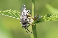 Bembix