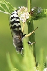 Bembix