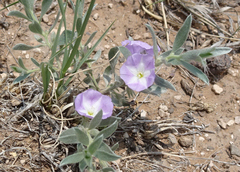 Evolvulus nuttallianus