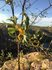 Acacia helicophylla