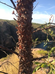 Acacia helicophylla