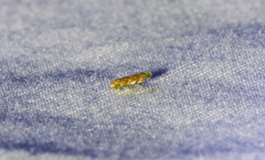 Erythroneura rubra