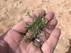 Pectocarya platycarpa