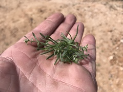 Pectocarya platycarpa