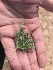 Pectocarya platycarpa