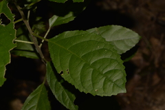Ehretia acuminata