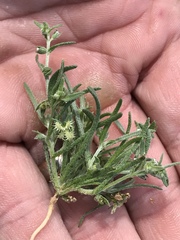 Pectocarya platycarpa