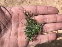 Pectocarya platycarpa