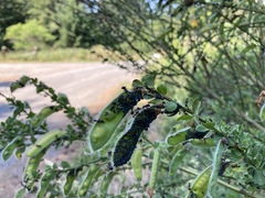 Aphis cytisorum sarothamni