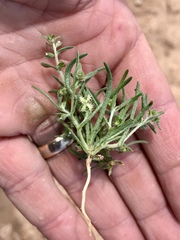 Pectocarya platycarpa