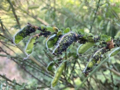 Aphis cytisorum sarothamni