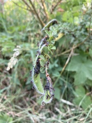 Aphis cytisorum sarothamni