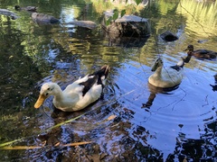 Anas platyrhynchos domesticus