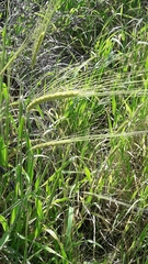 Hordeum spontaneum