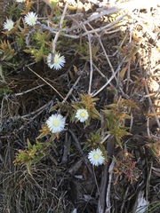 Delosperma inconspicuum