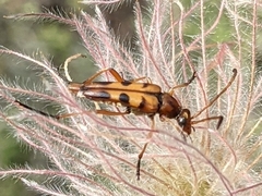 Strangalia sexnotata