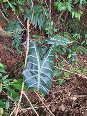 Alocasia longiloba