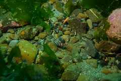 Notoclinops segmentatus