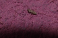 Chaoborus punctipennis