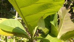 Catopsilia pomona