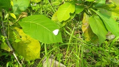 Catopsilia pomona
