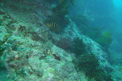 Chirodactylus spectabilis