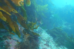 Chirodactylus spectabilis