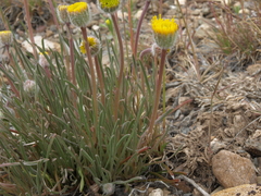 Erigeron bloomeri bloomeri