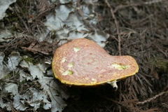 Suillus ochraceoroseus