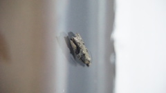 Proteoteras crescentana