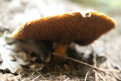Suillus ochraceoroseus