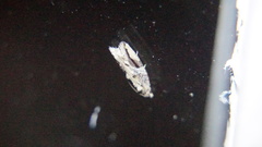 Proteoteras crescentana