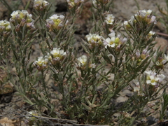 Polyctenium fremontii