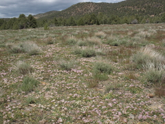 Allium anceps