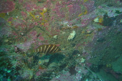 Chirodactylus spectabilis