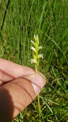 Spiranthes × stellata