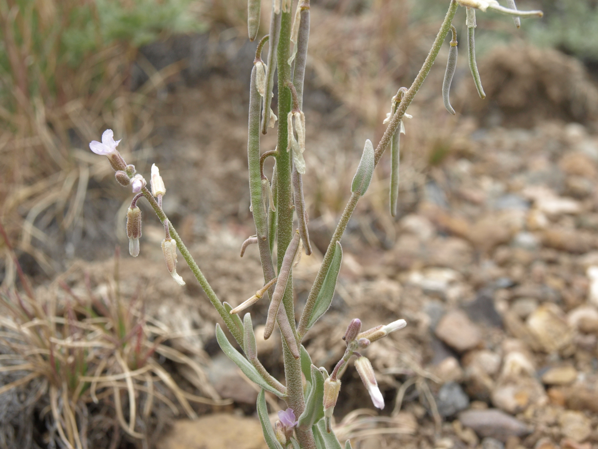 Boechera puberula
