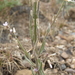 Silver Rockcress - Photo (c) Jim Morefield, some rights reserved (CC BY)
