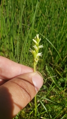 Spiranthes × stellata