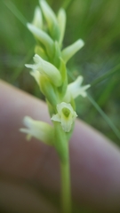 Spiranthes × stellata
