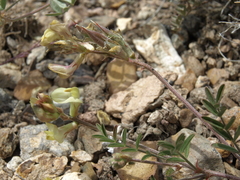 Astragalus obscurus