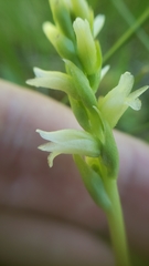 Spiranthes × stellata