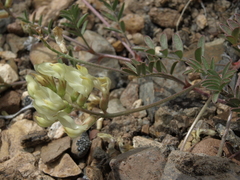 Astragalus obscurus